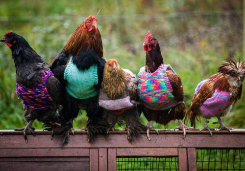 Tuyệt chiêu chống rét cho gia cầm