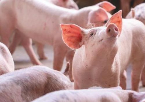 Cho heo uống bao nhiêu nước?