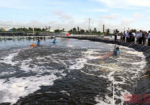 Nâng cao hiệu quả sử dụng phụ phẩm ngành nông nghiệp