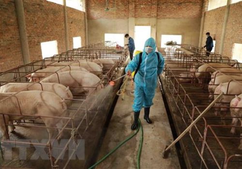 Hướng dẫn các biện pháp phòng bệnh gia súc, gia cầm giai đoạn chuyển mùa Thu Đông