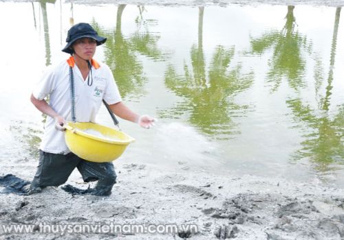 Phương pháp rửa mặn trong canh tác lúa – tôm