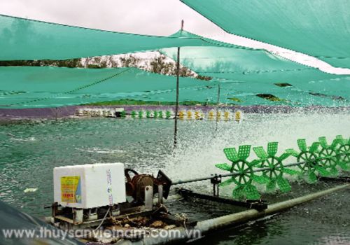 Quản lý chi phí nuôi hiệu quả trong giai đoạn giá tôm biến động