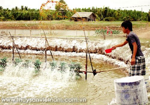 Quản lý hiệu quả tảo trong ao tôm