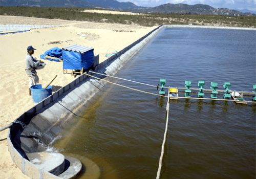 Quản lý môi trường nuôi tôm trên cát