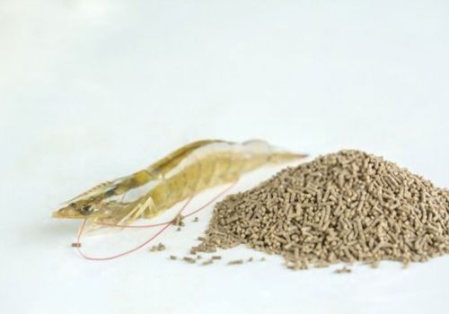 Quản lý thức ăn tôm phù hợp và hiệu quả trong ao nuôi