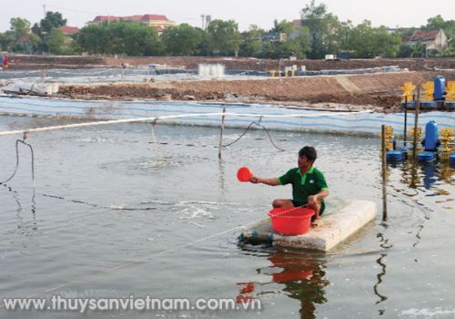 Quản lý pH hiệu quả trong ao tôm