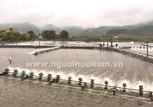 Tôm mới thả có nên bật quạt (guồng) không?