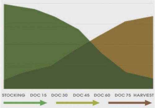 Nuôi tôm hiệu quả hơn với quy trình quản lý nước Mixotrophic