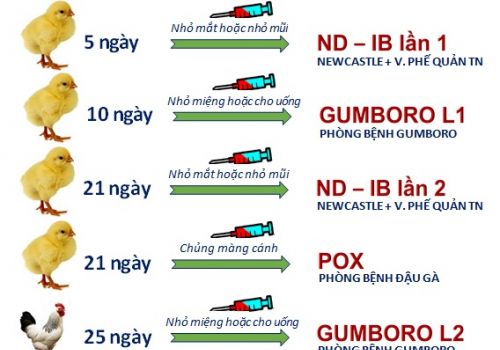 Kỹ thuật chăn nuôi và phòng bệnh cho gà thịt