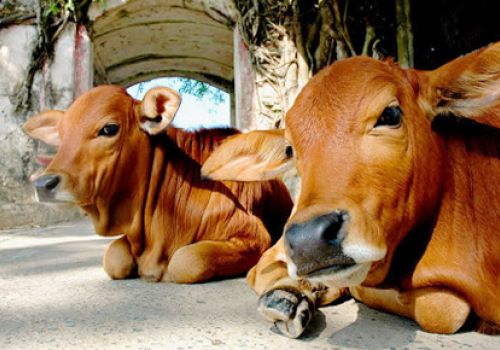 Ra sức phòng, chống bệnh viêm da nổi cục