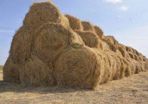 Dinh dưỡng tự nhiên cho tôm nhờ… rơm