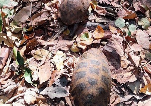 Bình Thuận: Gần 21.000 cá thể động vật hoang dã gây nuôi