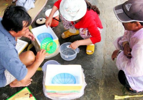 Rủi ro không kiểm soát nguồn gốc, xuất xứ tôm hùm giống