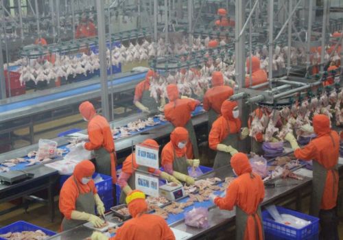 Sản xuất gia cầm toàn cầu năm 2021 và dự đoán đến năm 2030