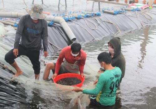 Người nuôi trông chờ vụ tôm cuối năm