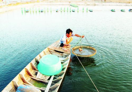 Sản phẩm thay thế kháng sinh trong nuôi tôm