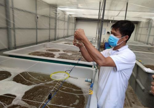 Tiềm năng mở rộng nuôi tôm càng xanh