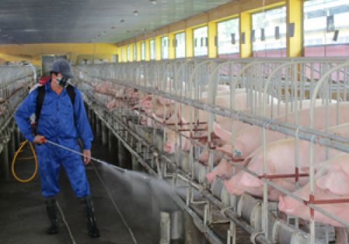 Sát trùng chuồng trại trong chăn nuôi:  Giải pháp an toàn, hiệu quả