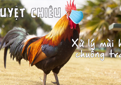 Khử mùi hôi chuồng gà cực đơn giản với 4 bước