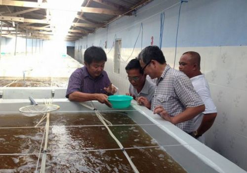 Siết chặt quản lý chất lượng tôm giống