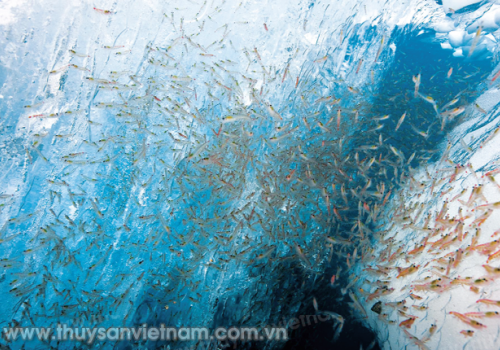 Krill – Siêu nguyên liệu thức ăn cho tôm