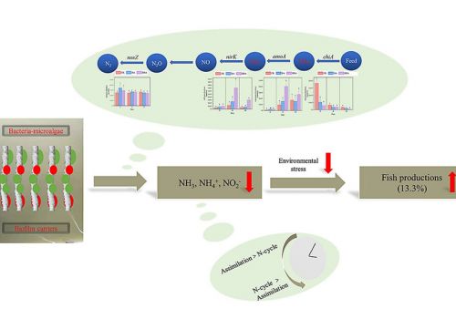 Kết hợp vi khuẩn và vi tảo giúp gì cho nuôi trồng thủy sản?