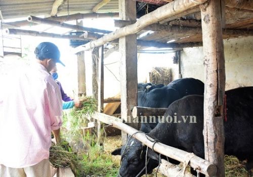 Quảng Ngãi: Sơn Tịnh tập trung phòng, chống bệnh viêm da nổi cục trên đàn trâu, bò