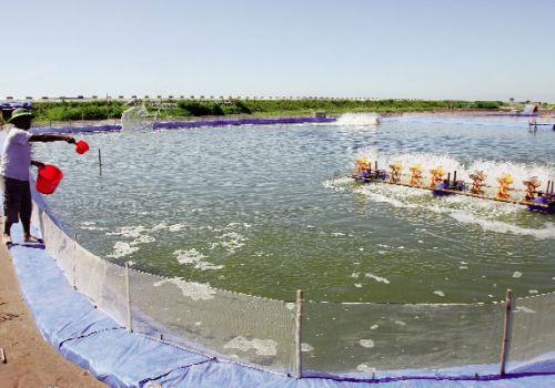 Sử dụng chế phẩm vi sinh – probiotics đúng cách trong nuôi tôm