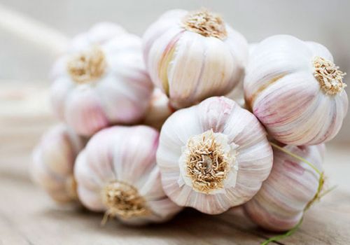 Sử dụng tỏi trong nuôi tôm giúp kháng vi khuẩn gây bệnh