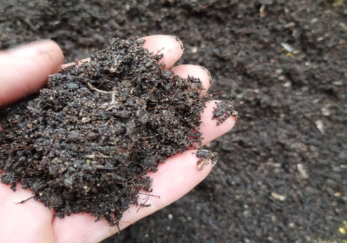 TÁC DỤNG LẠ CỦA LÔNG GIA CẦM