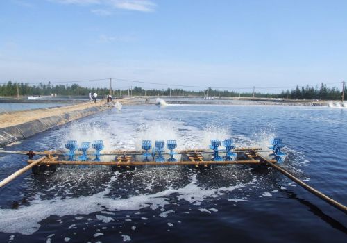 Quy trình công nghệ (tham khảo) nuôi tôm sú công nghiệp