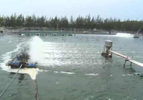 Bảo vệ tôm nuôi ven biển trước bão số 9