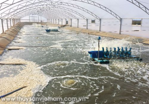 Sục khí trong ao nuôi tôm siêu thâm canh