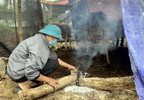 TP. Điện Biên Phủ chủ động phòng, chống rét cho gia súc