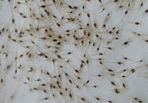 Những sai lầm trong kỹ thuật nuôi tôm thẻ chân trắng nhiều bà con mắc phải