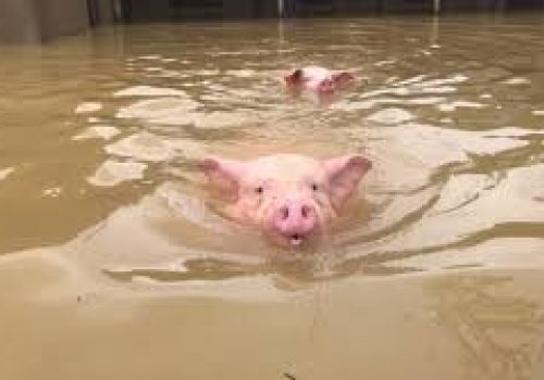 Hướng dẫn 3 bước đảm bảo an toàn và phát triển đàn vật nuôi sau bão lũ