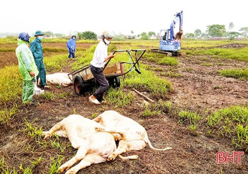 7 xã, thị trấn của Hà Tĩnh còn dịch tả lợn châu Phi