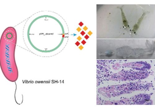 Tác nhân mới gây EMS