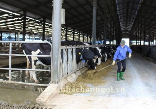 Thức ăn chăn nuôi 2022: 7 vấn đề phổ biến