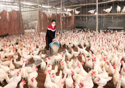 Vĩnh Phúc: Chủ động tái đàn vật nuôi sau Tết