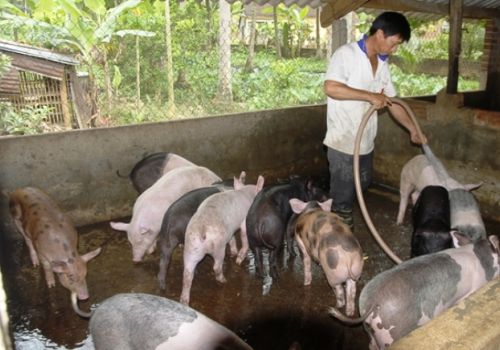 Bình Định: Hỗ trợ chăn nuôi gà giống an toàn dịch bệnh