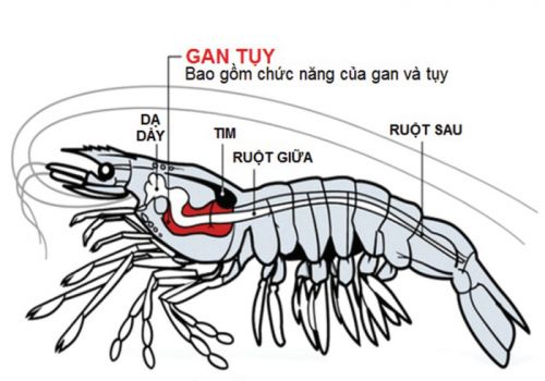 Tăng cường chức năng gan cho tôm