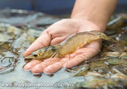 Tăng cường hệ miễn dịch trên tôm thẻ chân trắng