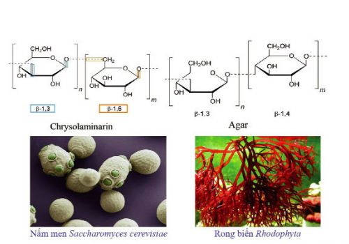 Tăng khả năng đề kháng cho tôm