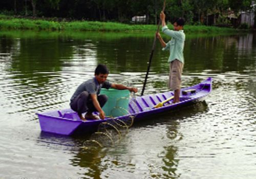 Một số loài tảo độc trong ao và giải pháp phòng trừ