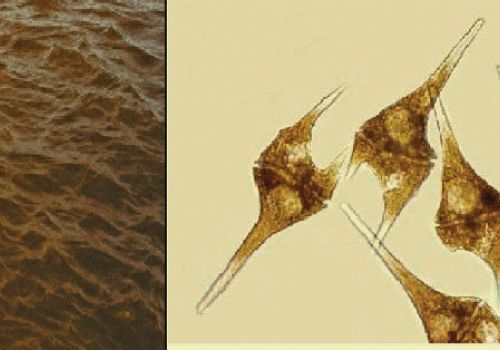 Xử lý tảo đỏ trong ao tôm