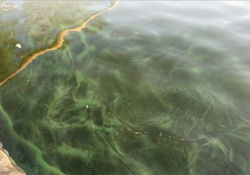 Tảo trong ao nuôi tôm và cách xử lý