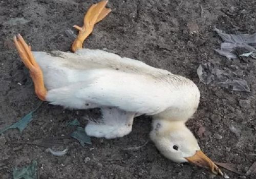 Hội chứng lật ngửa và giảm đẻ trên vịt do virus tembusu