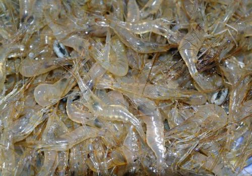 Bình Định: Loài tôm như “lộc trời” bất ngờ xuất hiện trong đầm Trà Ổ