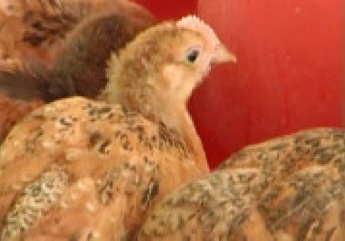 Bổ sung vitamin cho gà suy dinh dưỡng